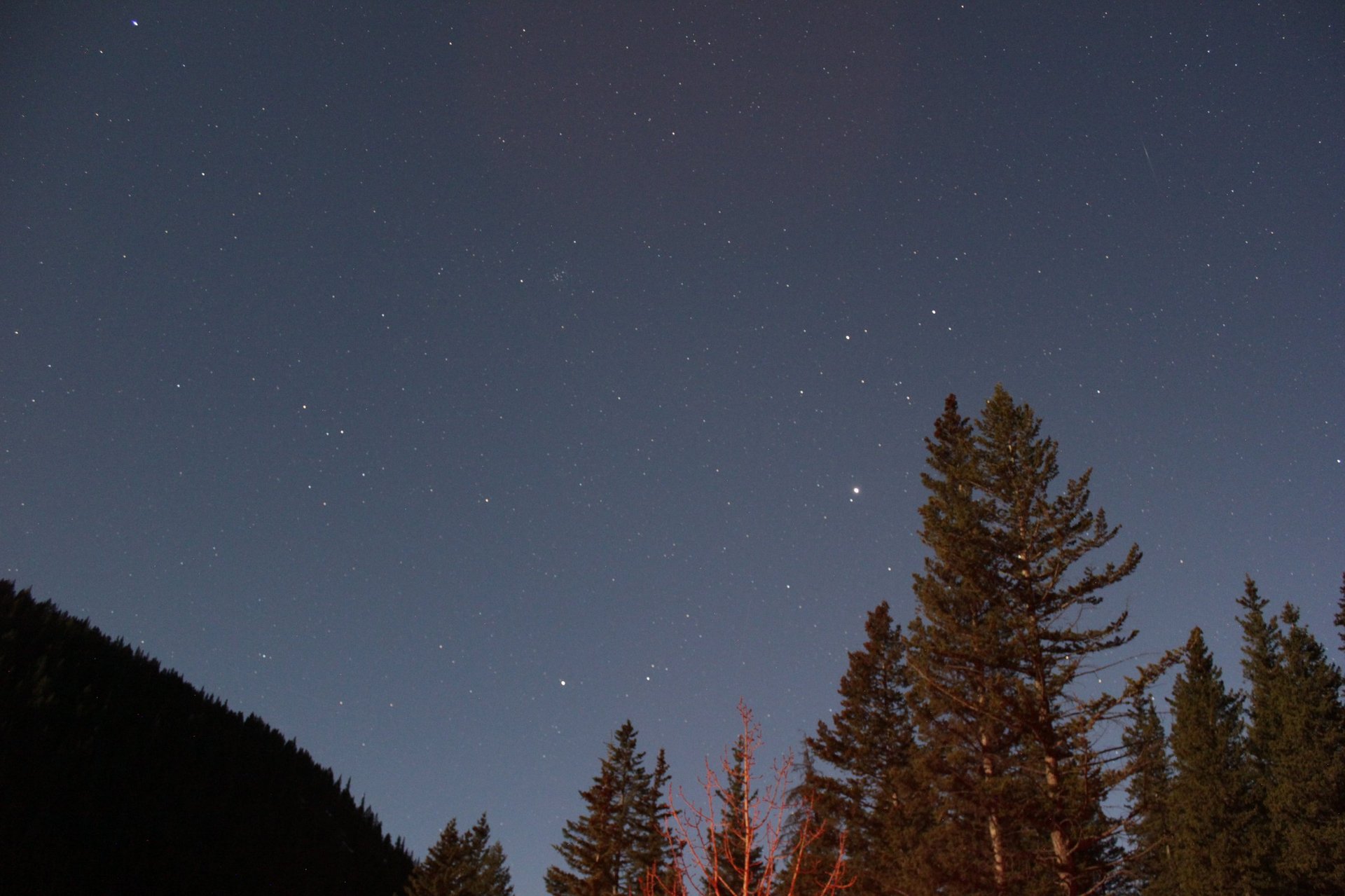 Starry night sky above a forest of coniferous trees silhouetted against the twilight