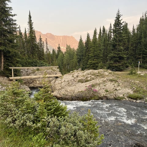 Mountain stream flows through alpine meadow surrounded by coniferous forest with distant snow-capped peaks