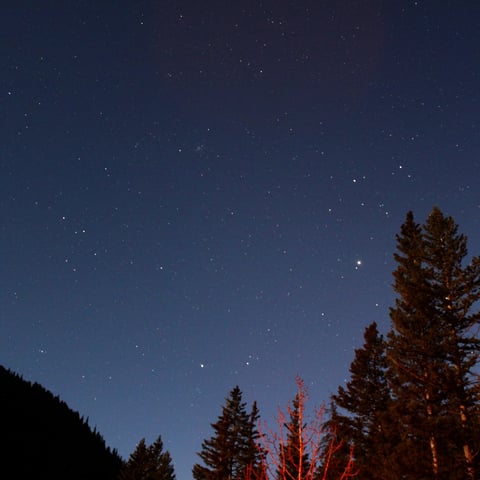 Starry night sky above silhouetted evergreen and aspen trees in a forest landscape