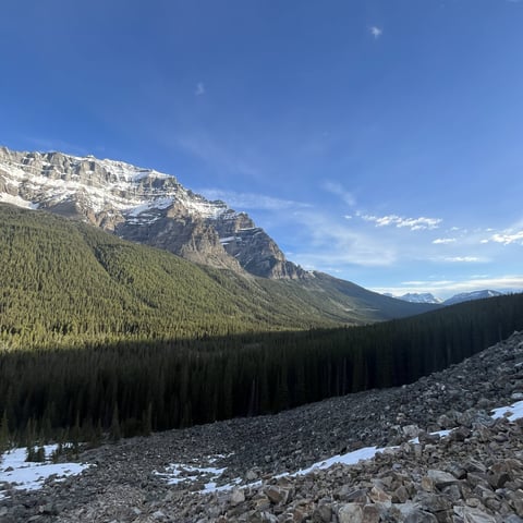 Snow-capped mountain with dense evergreen forest below and rocky terrain in foreground under clear blue sky