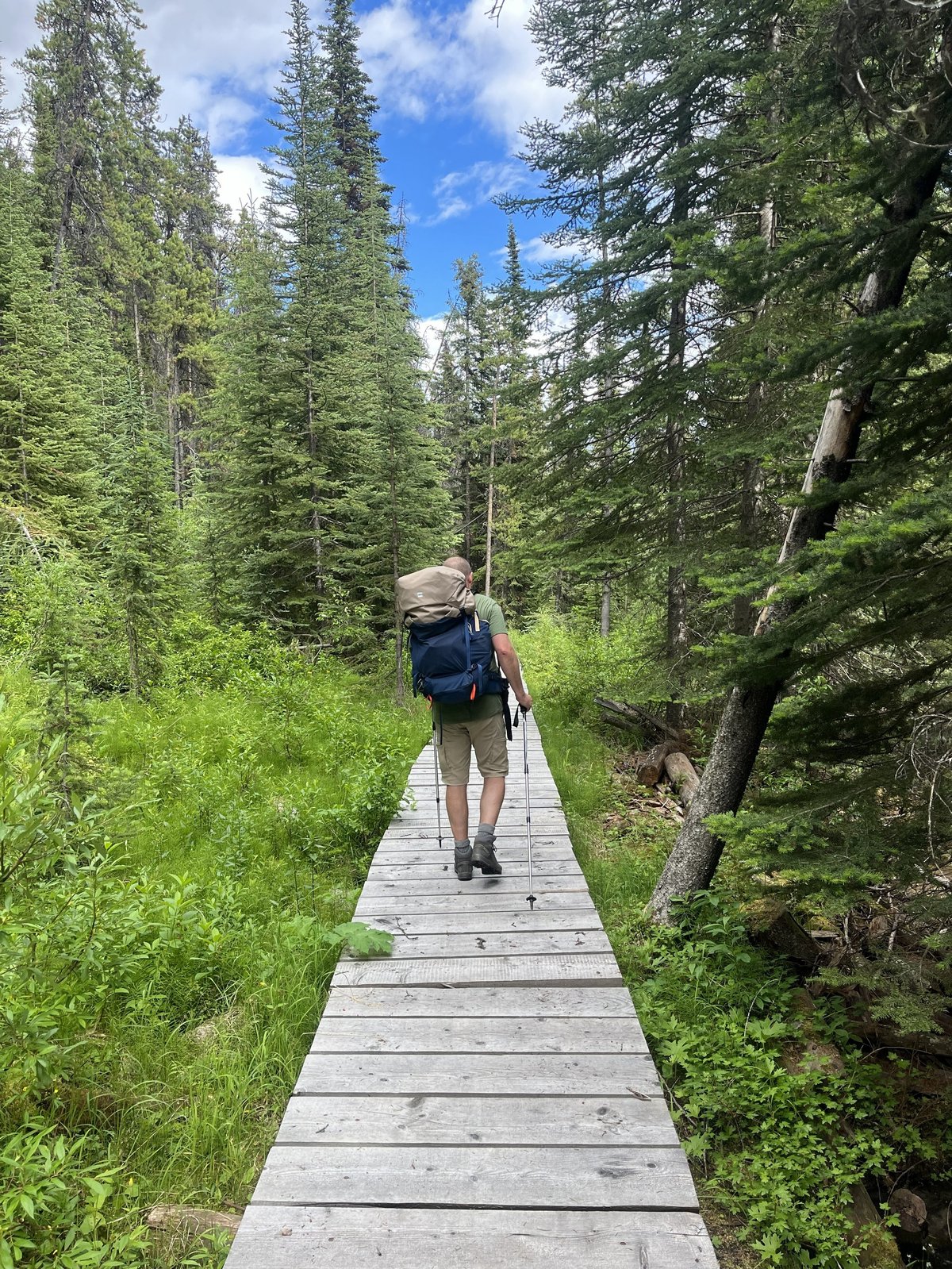 Hiker with backpack walking on wooden boardwalk trail through dense coniferous forest under blue sky
