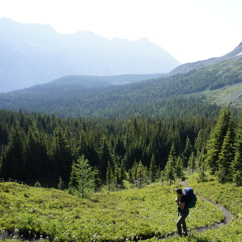 Hiker with backpack traversing a green alpine meadow with coniferous forest and mountains in background