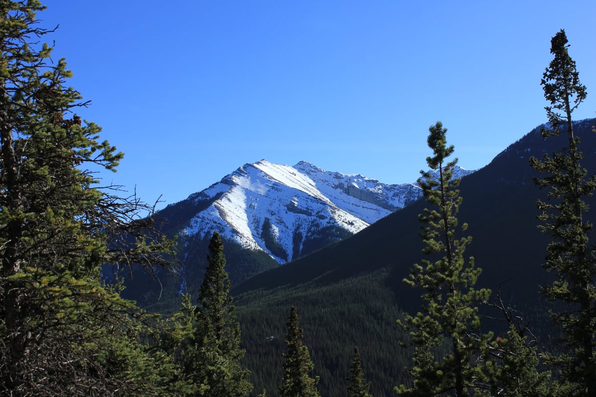 Snow-capped mountain peak surrounded by coniferous forest under clear blue sky